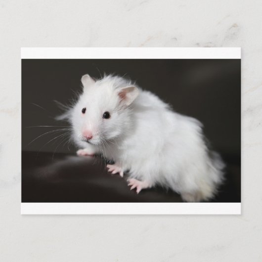 Teddy Bear Hamster Briefkaart (Voorkant)