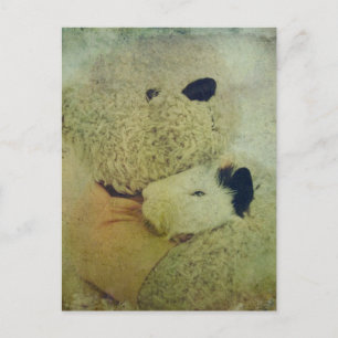 Teddy Bear Hugs A Guinee Pig Briefkaart