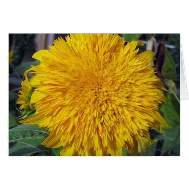 Teddy Bear Sunflower (Voorkant Horizontaal)