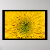 Teddy Bear Sunflower Blossom Poster (Voorkant)
