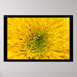 Teddy Bear Sunflower Blossom Poster