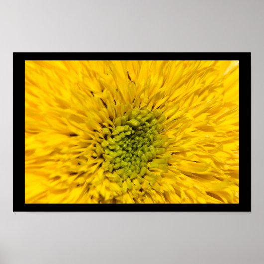 Teddy Bear Sunflower Blossom Poster (Voorkant)