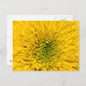 Teddy Bear Sunflower Briefkaart (Voorkant / Achterkant)