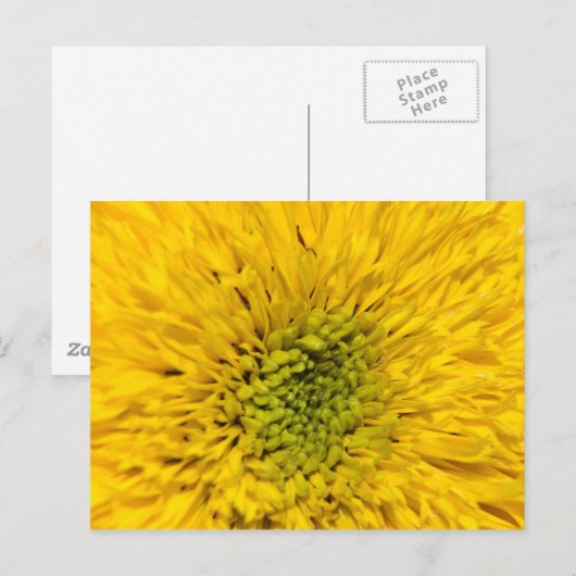 Teddy Bear Sunflower Briefkaart (Voorkant / Achterkant)