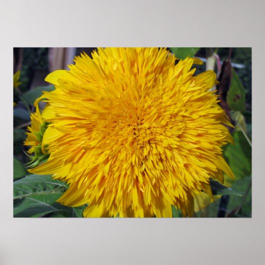 Teddy Bear Sunflower Poster (Voorkant)