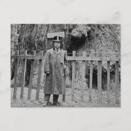 Teddy Roosevelt van de Big Tree Grove Santa Cruz Briefkaart