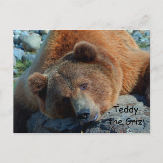 Teddy the Grizz Briefkaart