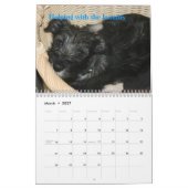 Teddy's First Standard Schnauzer Calendar 2009 Kalender (Mar 2027)