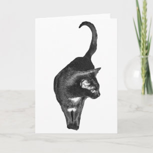 Teder kattenbericht kaart