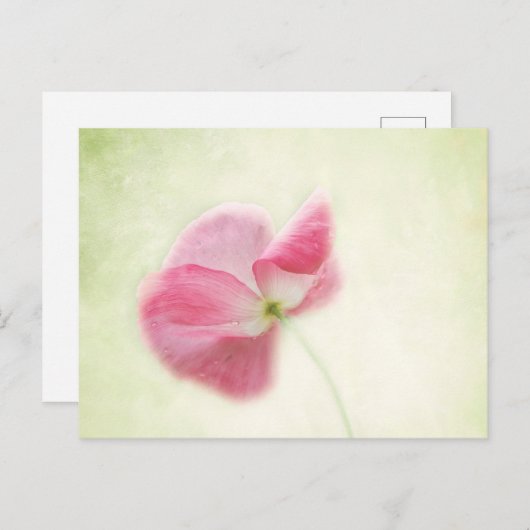 teder papaver briefkaart (Voorkant / Achterkant)