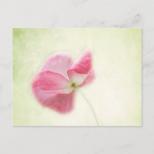 teder papaver briefkaart (Voorkant)