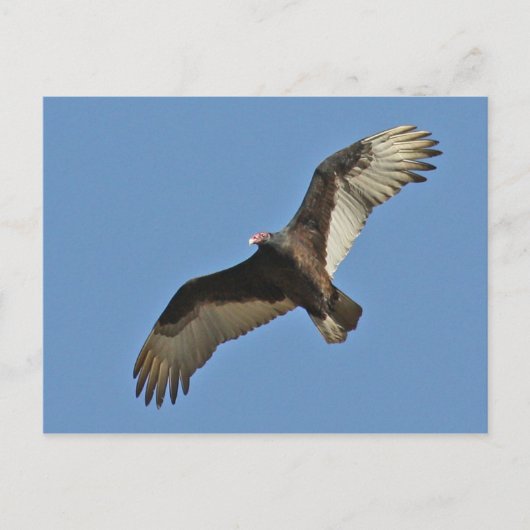 Teelt in Turkije Briefkaart (Voorkant)