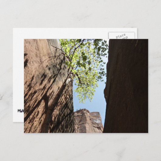 Teelt tussen rotsen in het natuurpark Zion Briefkaart (Voorkant / Achterkant)