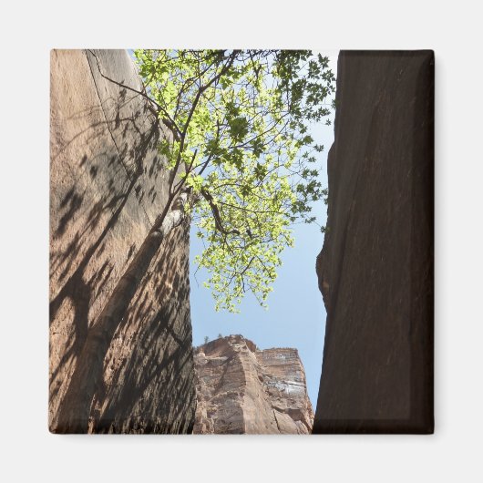 Teelt tussen rotsen in het natuurpark Zion Magneet (Voorkant)