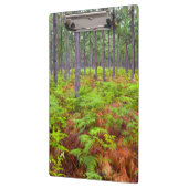 Teelt van gewone gebroken bomen (Pteridium Aquilin Klembord (Links)