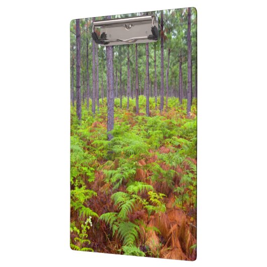 Teelt van gewone gebroken bomen (Pteridium Aquilin Klembord (Links)