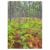 Teelt van gewone gebroken bomen (Pteridium Aquilin Klembord (Achterkant)