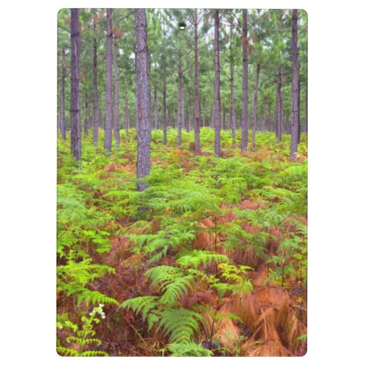 Teelt van gewone gebroken bomen (Pteridium Aquilin Klembord (Achterkant)