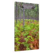 Teelt van gewone gebroken bomen (Pteridium Aquilin Klembord (Rechts)