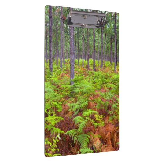 Teelt van gewone gebroken bomen (Pteridium Aquilin Klembord (Rechts)