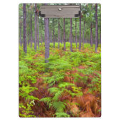 Teelt van gewone gebroken bomen (Pteridium Aquilin Klembord (Voorkant)