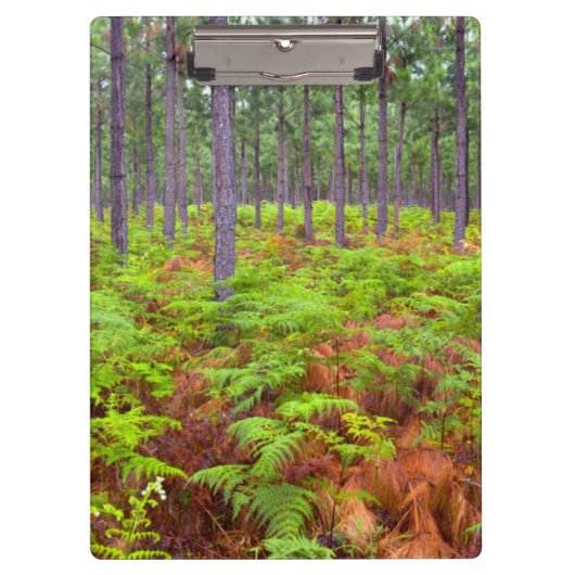 Teelt van gewone gebroken bomen (Pteridium Aquilin Klembord (Voorkant)