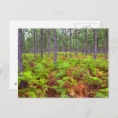 Teelt van gewone gebroken (teridium aquilinum) briefkaart (Voorkant / Achterkant)