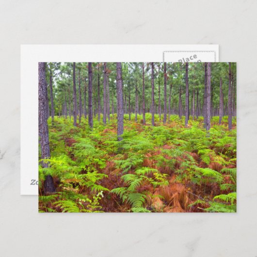 Teelt van gewone gebroken (teridium aquilinum) briefkaart (Voorkant / Achterkant)