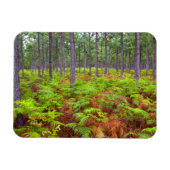 Teelt van gewone gebroken (teridium aquilinum) magneet (Horizontaal)