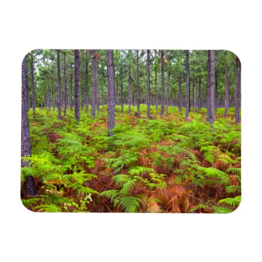 Teelt van gewone gebroken (teridium aquilinum) magneet (Horizontaal)