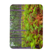 Teelt van gewone gebroken (teridium aquilinum) magneet (Verticaal)