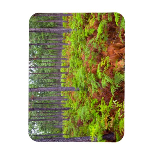 Teelt van gewone gebroken (teridium aquilinum) magneet (Verticaal)