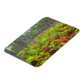 Teelt van gewone gebroken (teridium aquilinum) magneet (Linkerzijde)