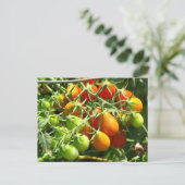Teelt van tomaten briefkaart (Staand voorkant)