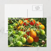 Teelt van tomaten briefkaart (Voorkant / Achterkant)