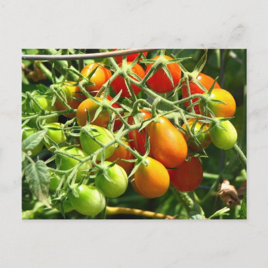 Teelt van tomaten briefkaart (Voorkant)
