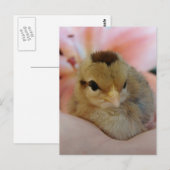 Teeny Baby Kip in mijn hand Briefkaart (Voorkant / Achterkant)