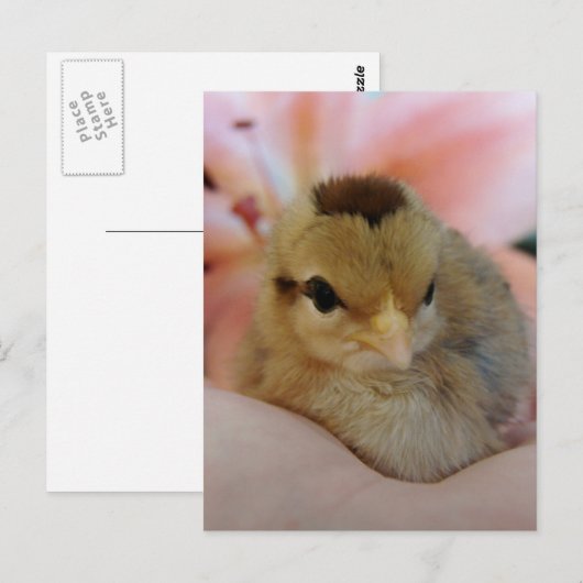 Teeny Baby Kip in mijn hand Briefkaart (Voorkant / Achterkant)