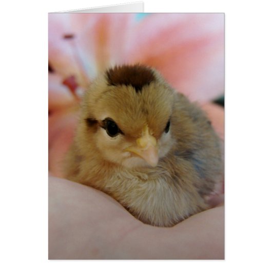 Teeny in mijn hand Alle Gelegenheid Blank Wenskaar (Voorkant)