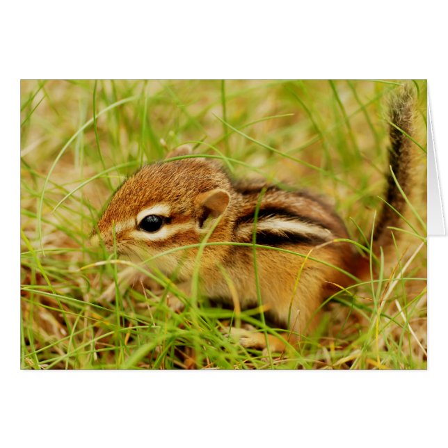Teeny Tiny Baby Chipmunk (Voorkant Horizontaal)