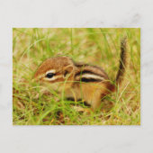 Teeny Tiny Baby Chipmunk Briefkaart (Voorkant)