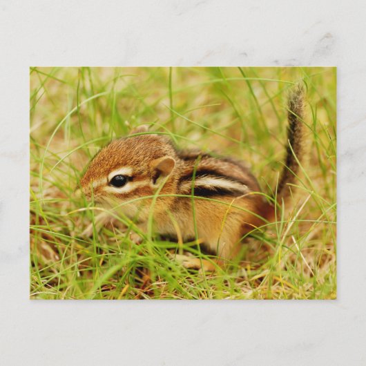 Teeny Tiny Baby Chipmunk Briefkaart (Voorkant)