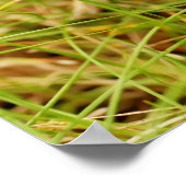 Teeny Tiny Baby Chipmunk Poster (Hoek)