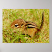 Teeny Tiny Baby Chipmunk Poster (Voorkant)