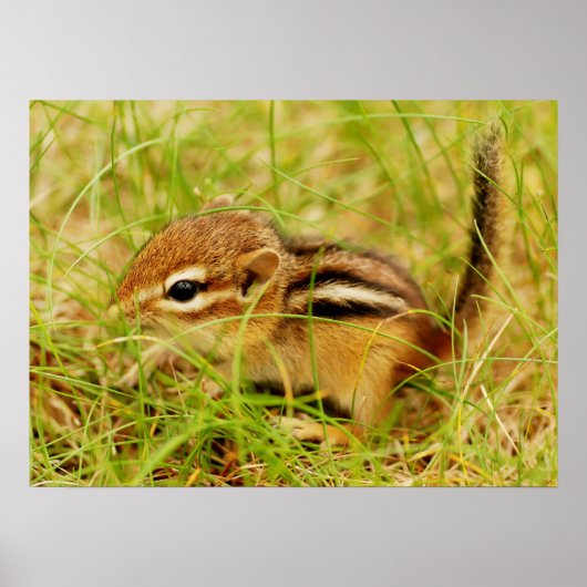 Teeny Tiny Baby Chipmunk Poster (Voorkant)