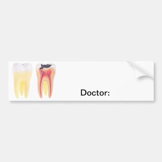 Teeth Anatomy Bumpersticker (Voorkant)