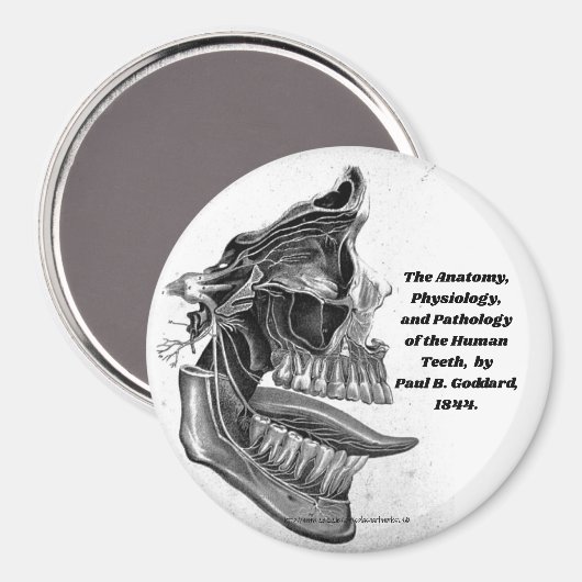 "Teeth" Magneet (Voorkant / Achterkant)