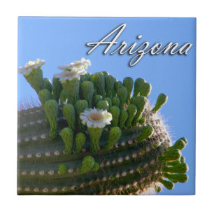 Tegel, Arizona Saguaro Cactus Foto Tegeltje