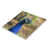 Tegel - Portret Peacock Tegeltje (Zijkant)