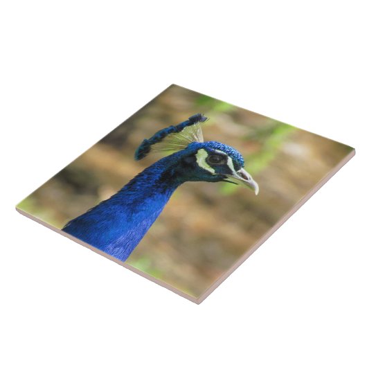 Tegel - Portret Peacock Tegeltje (Zijkant)